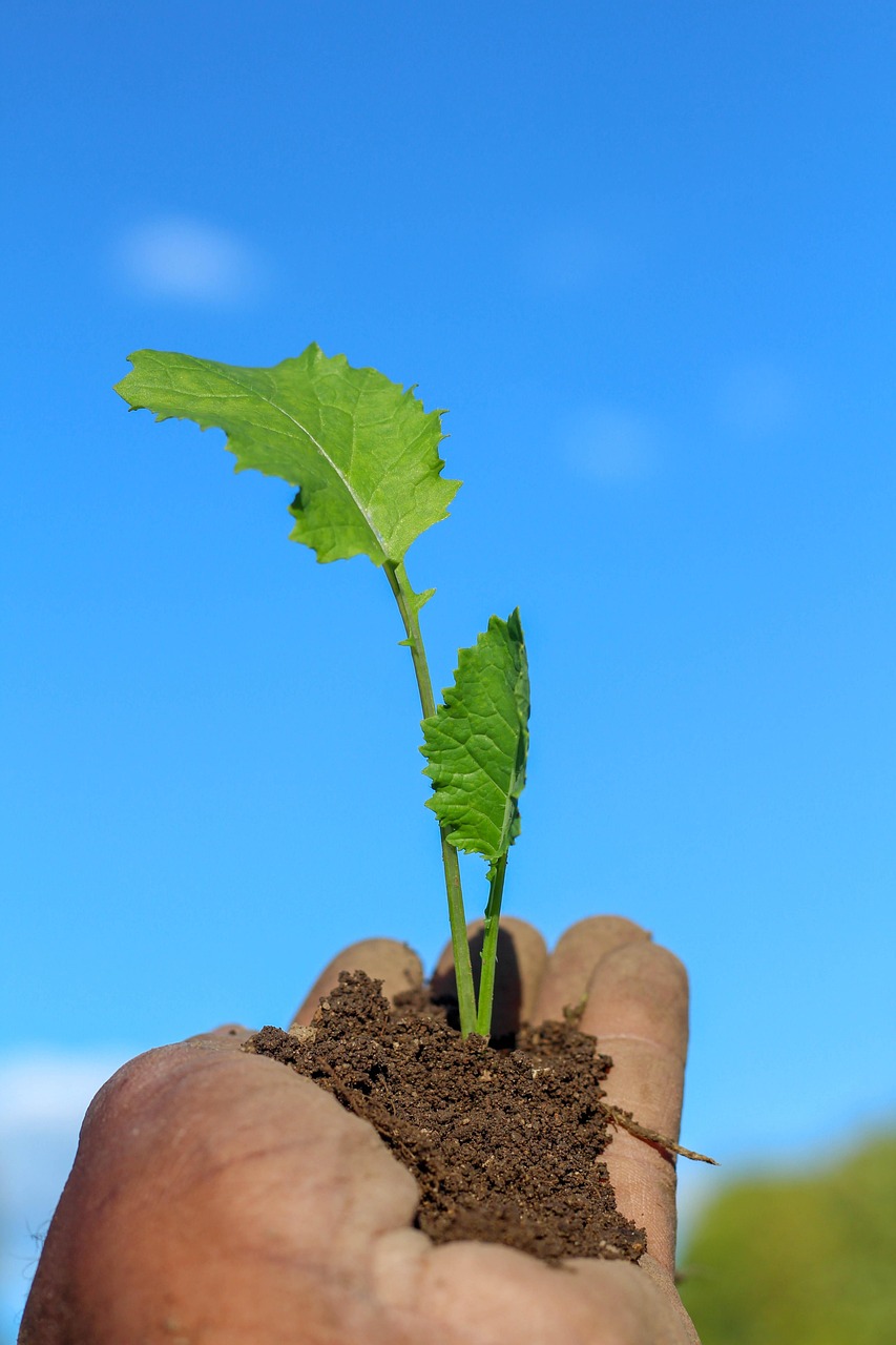 plant, hand, garden, community, dirt, sapling, grow, nature, sapling, sapling, sapling, sapling, sapling